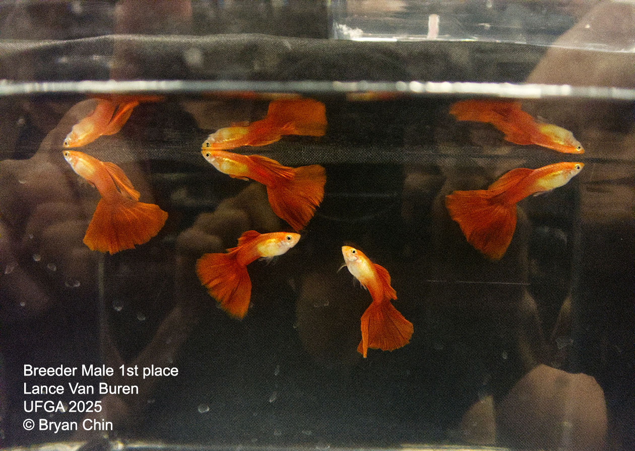 Guppy Breeder Class